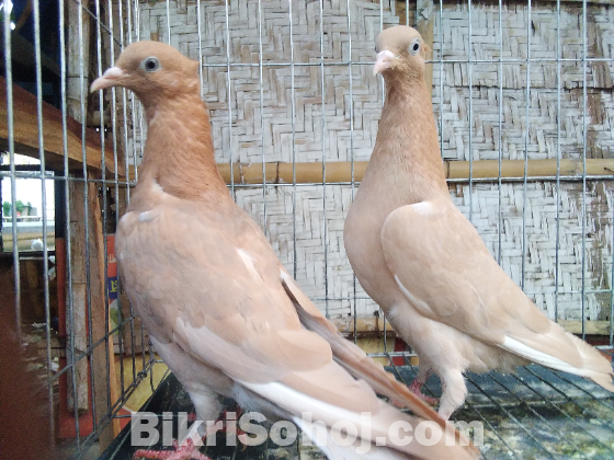 ঘিয়া চন্ডি চুটা এক জোড়া কবুতর